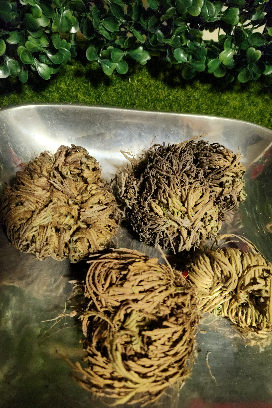Rose of Jericho