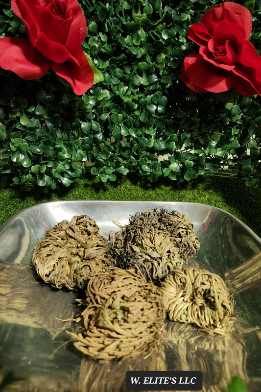Rose of Jericho